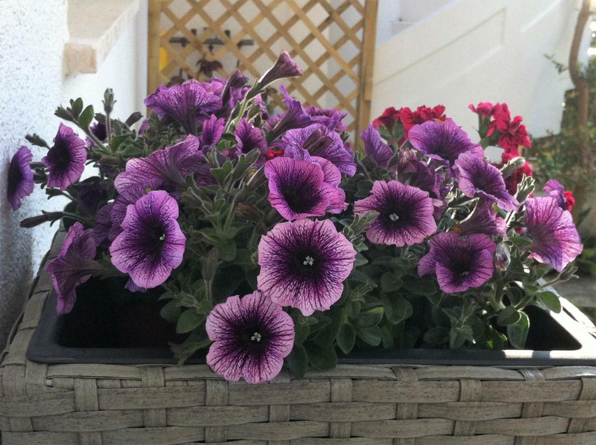B&B Viadelmare Patù Eksteriør bilde